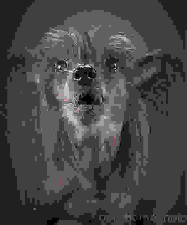 old-dog-portrait-photography-old-faithful-pete-thorne-5.jpg