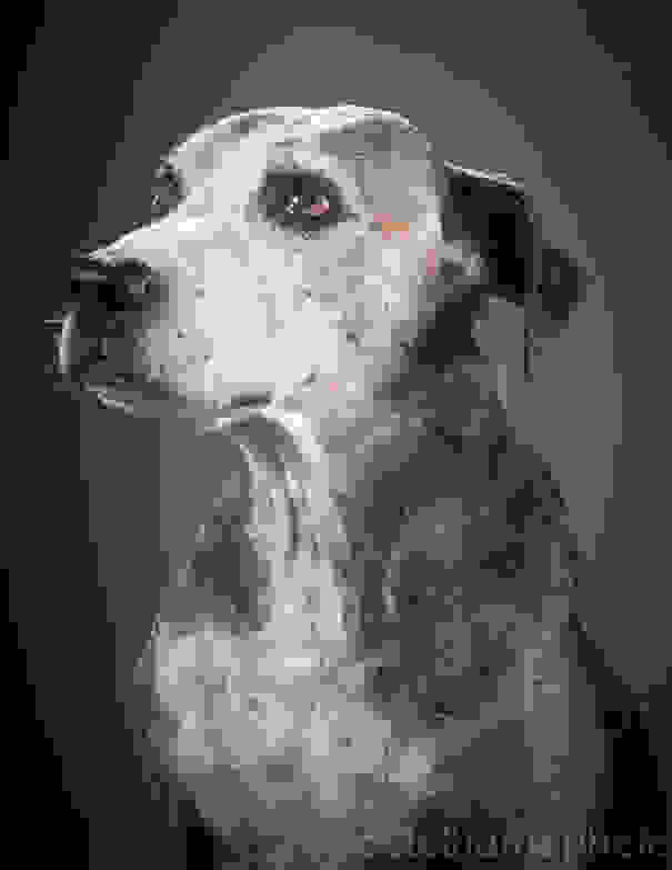 old-dog-portrait-photography-old-faithful-pete-thorne-6.jpg
