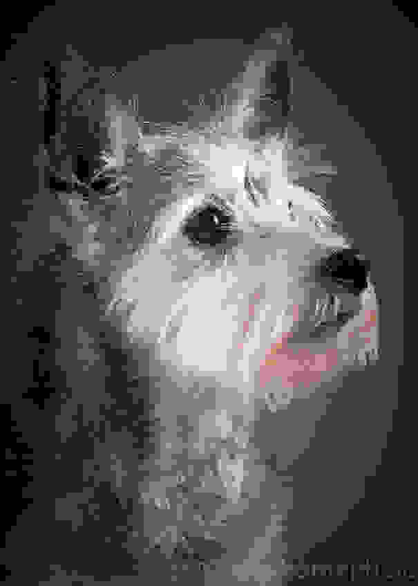 old-dog-portrait-photography-old-faithful-pete-thorne-8.jpg