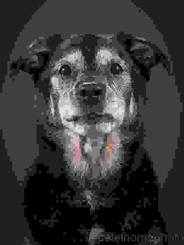 old-dog-portrait-photography-old-faithful-pete-thorne-9.jpg