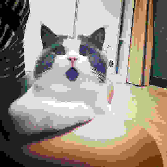 omg-cat-funny-3.jpg