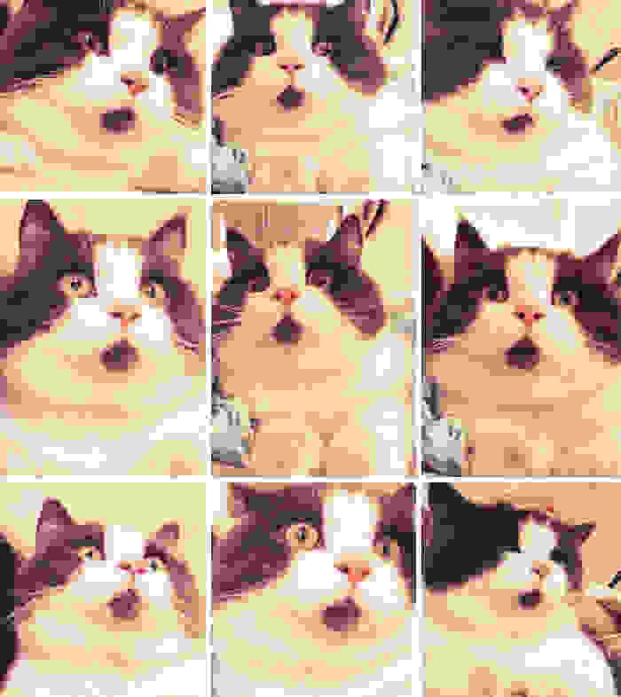 omg-cat-funny-7.jpg