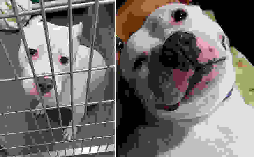 pet-adoption-before-and-after-17__880.jpg
