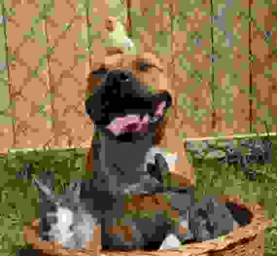 pitbull1.jpg