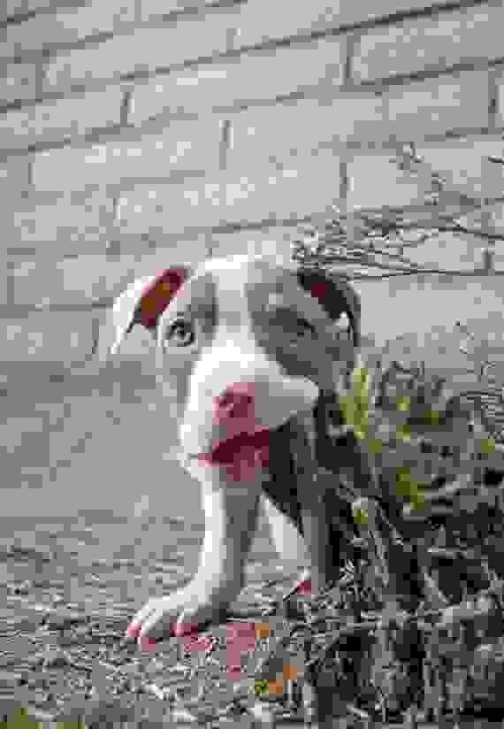 pitbull10.jpg