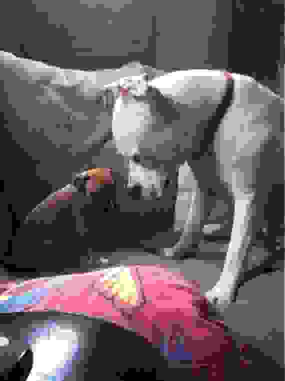 pitbull13.jpg