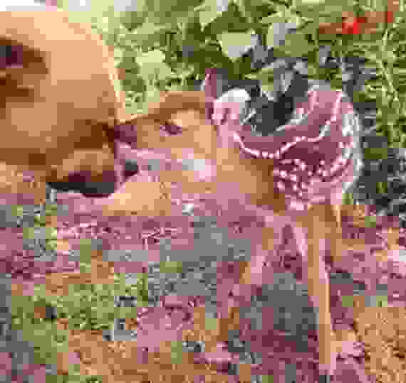 pitbull15.jpg