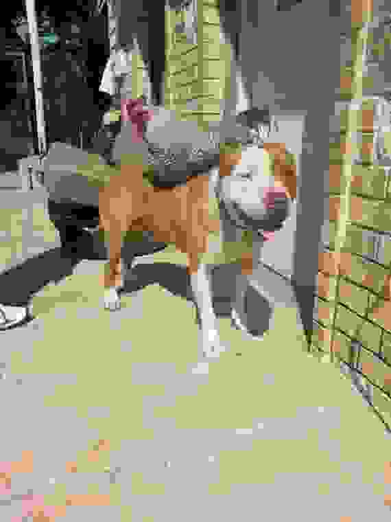 pitbull3.jpg