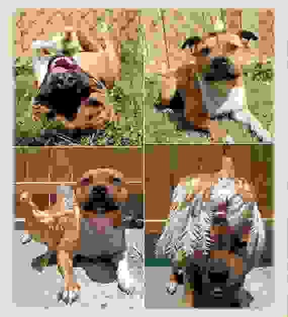 pitbull4.jpg