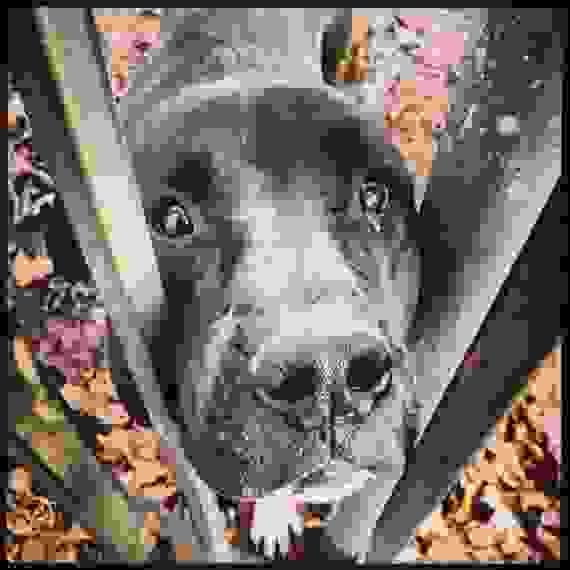 pitbull7.jpg