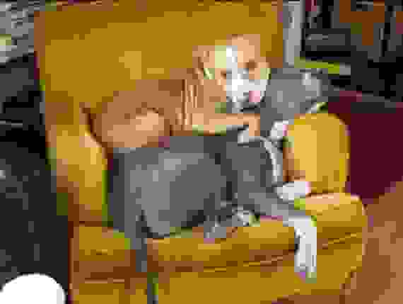pitbull8.jpg