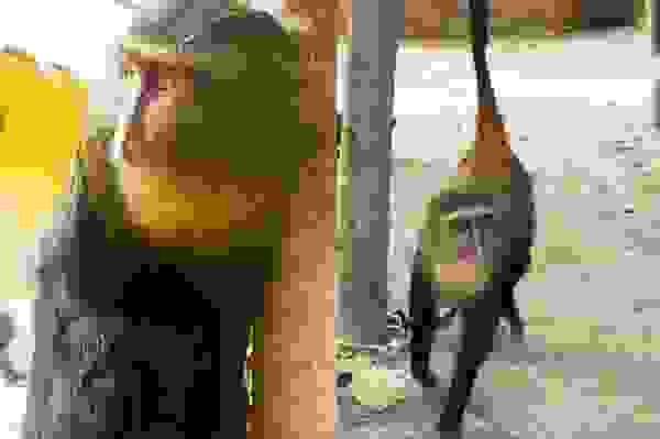 pithi4.jpg