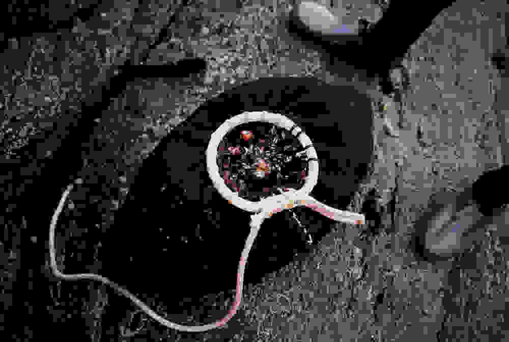 polytimes-petalides14.jpg