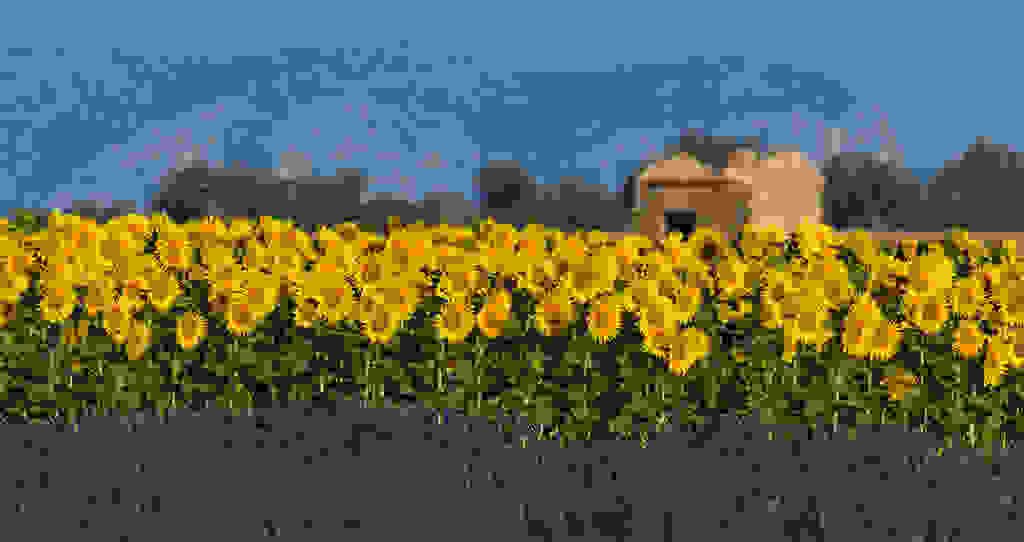 provence.jpg