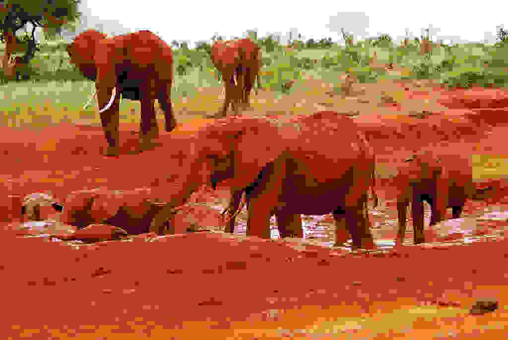 redelephantelephantstsavokenyaafrica099.jpg