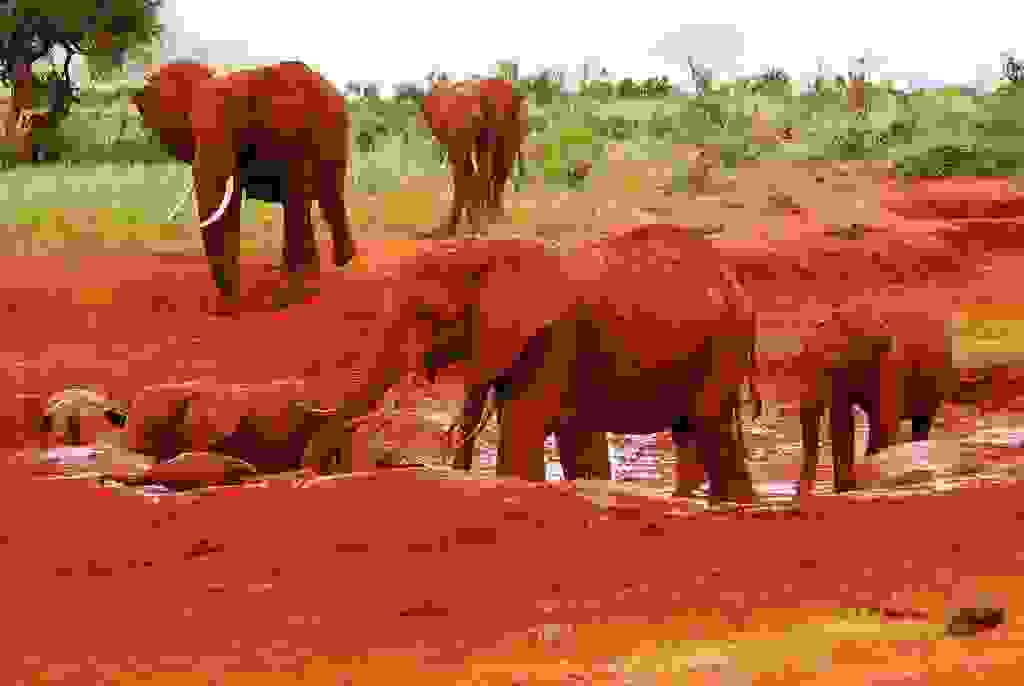 redelephantelephantstsavokenyaafrica10.jpg