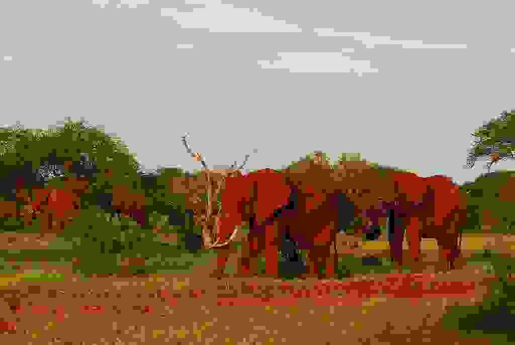 redelephantelephantstsavokenyaafrica11.jpg