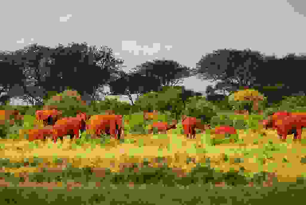 redelephantelephantstsavokenyaafrica12.jpg