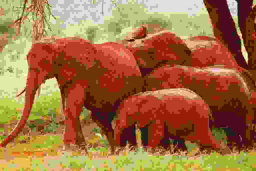 redelephantelephantstsavokenyaafrica13.jpg