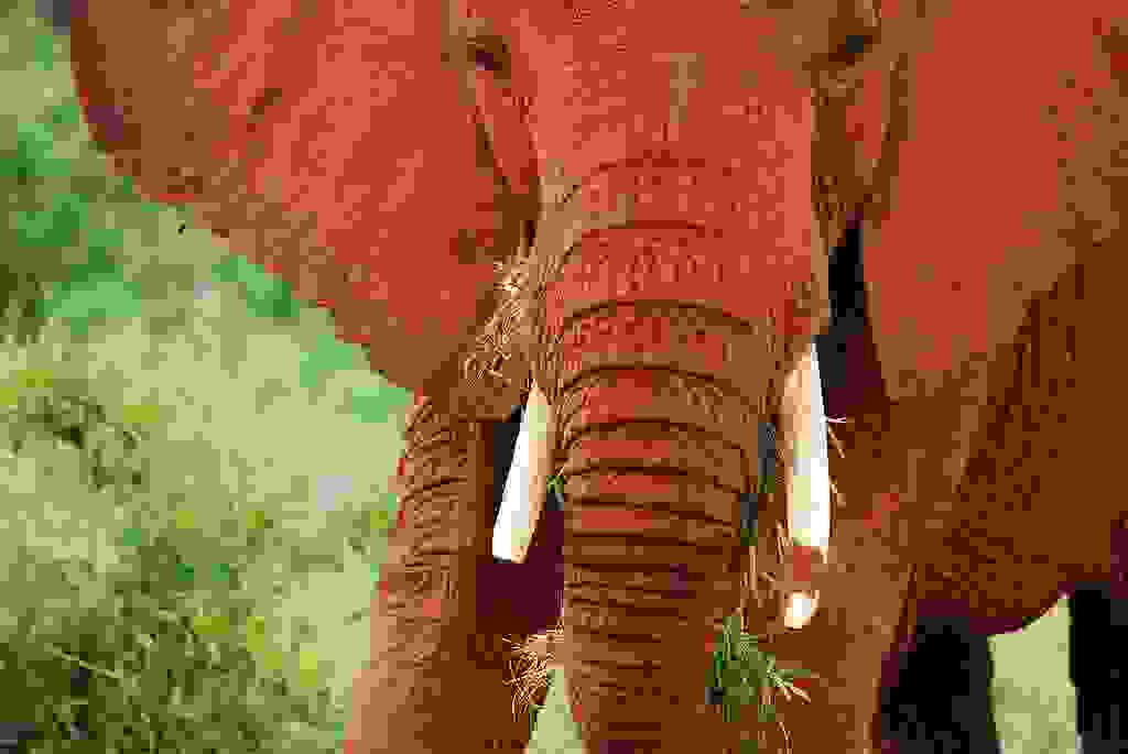 redelephantelephantstsavokenyaafrica14.jpg