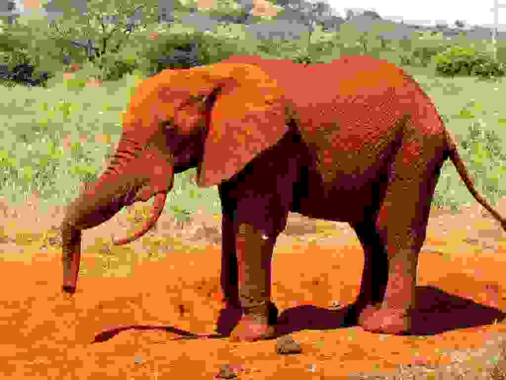 redelephantelephantstsavokenyaafrica15.jpg