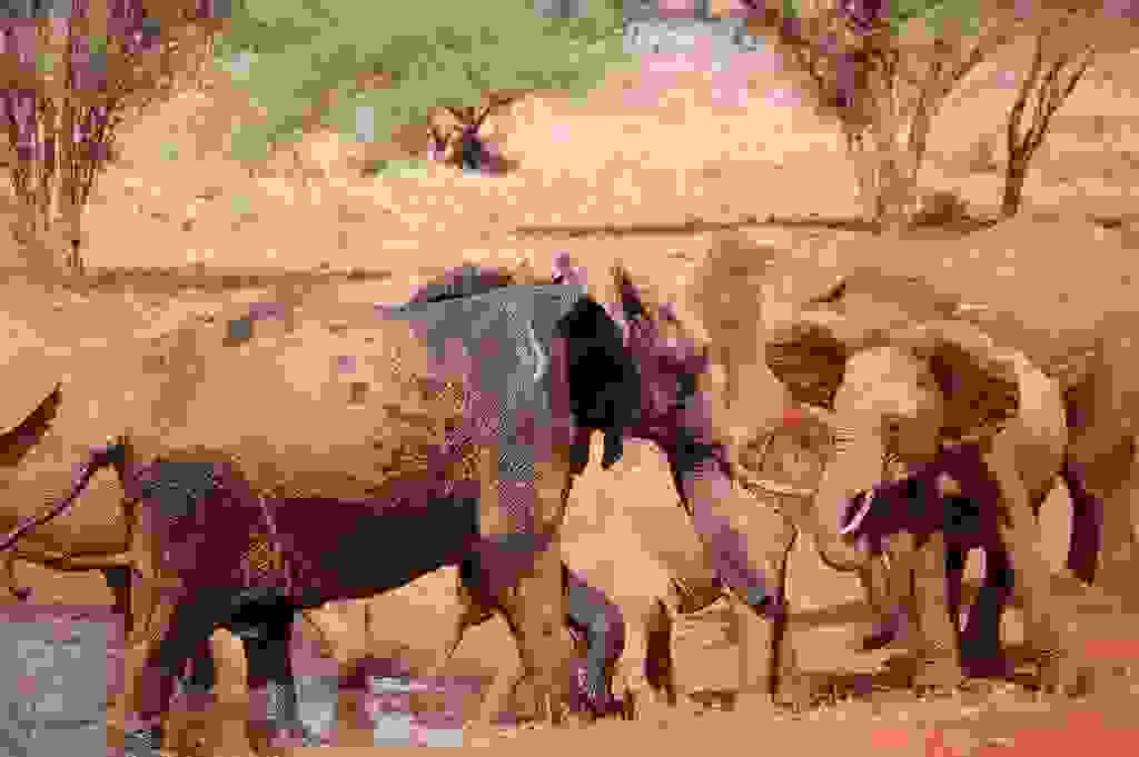 redelephantelephantstsavokenyaafrica16.jpg
