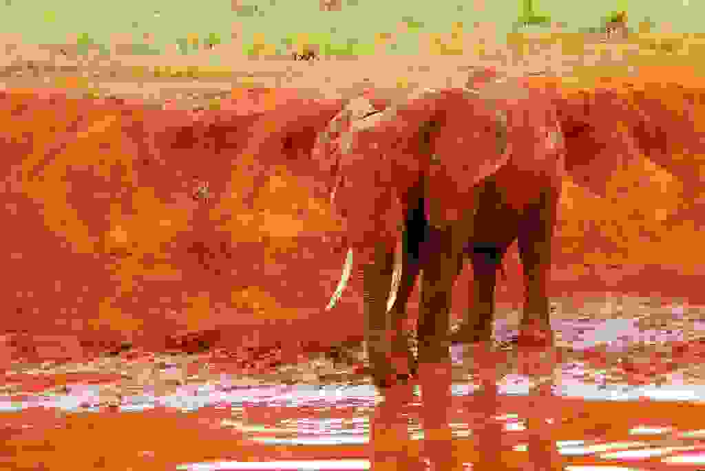 redelephantelephantstsavokenyaafrica17.jpg