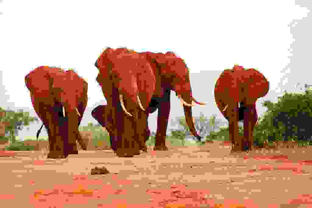 redelephantelephantstsavokenyaafrica178.jpg