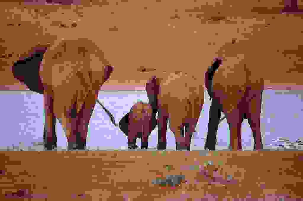 redelephantelephantstsavokenyaafrica19.jpg