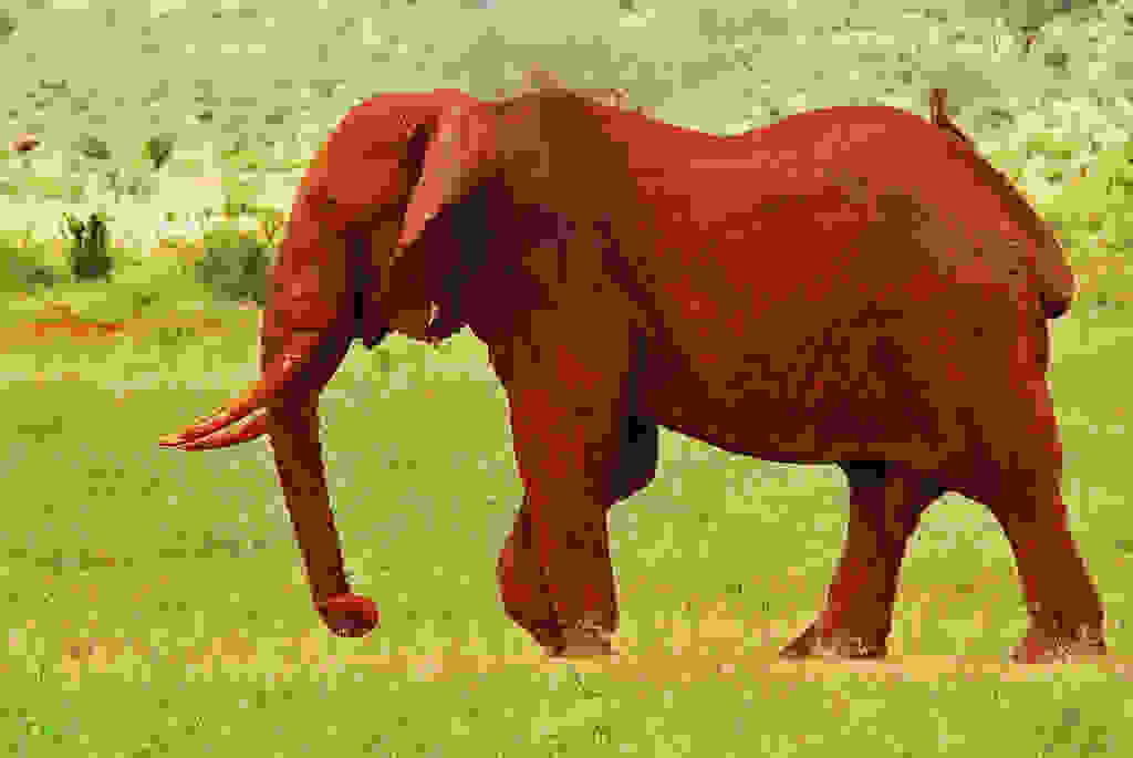 redelephantelephantstsavokenyaafrica44.jpg