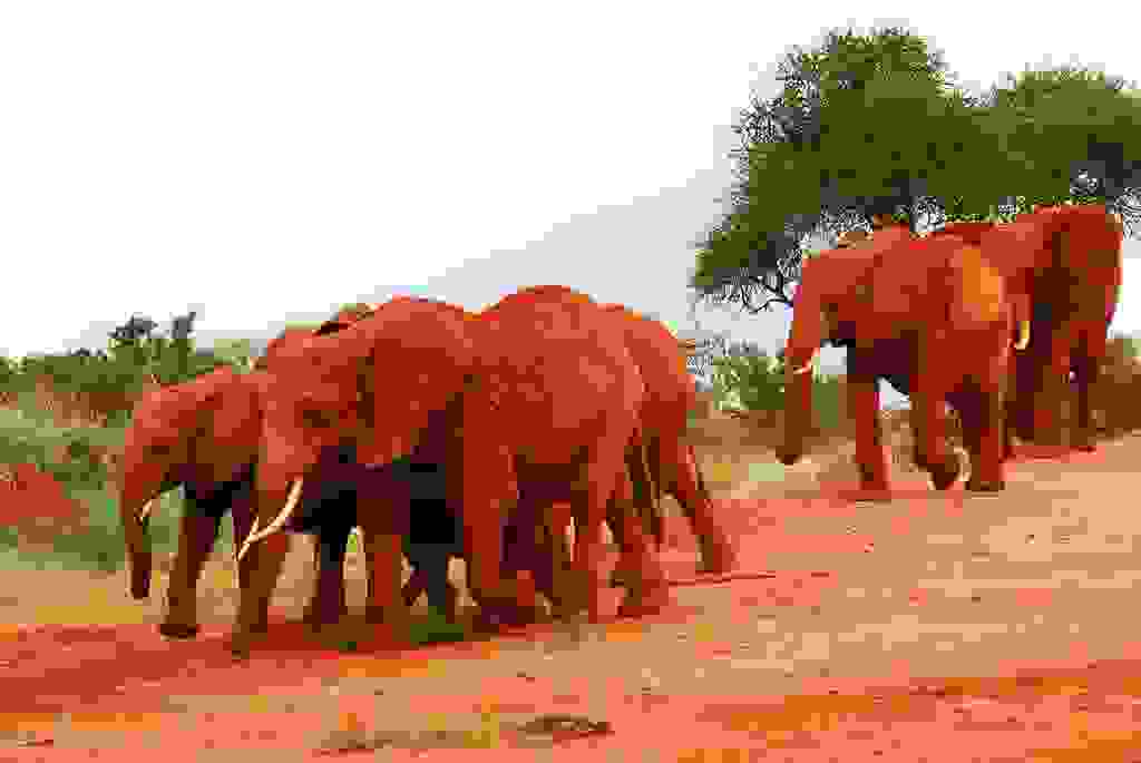 redelephantelephantstsavokenyaafrica8.jpg