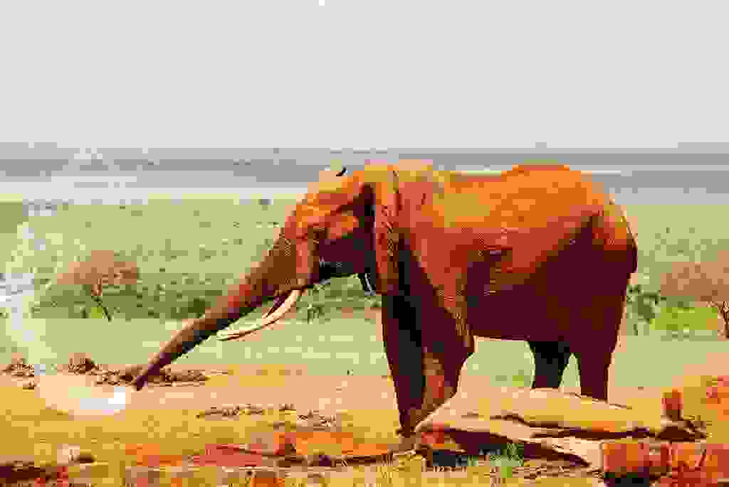 redelephantelephantstsavokenyaafrica9.jpg