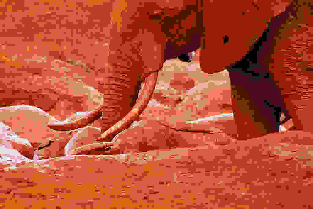 redelephantelephantstsavokenyaafricab.jpg