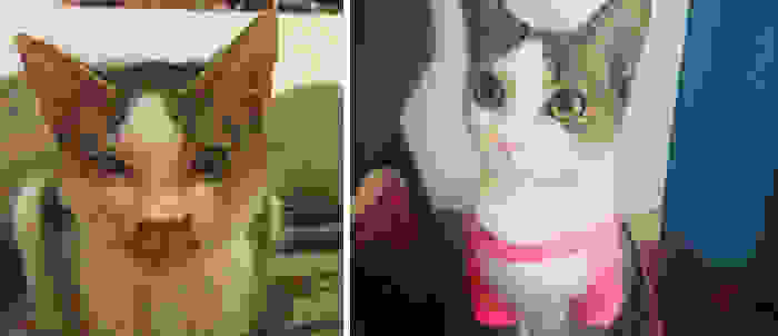 rescue-cat-abandoned-before-after-152.jpg