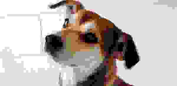 rescuedog10.jpg