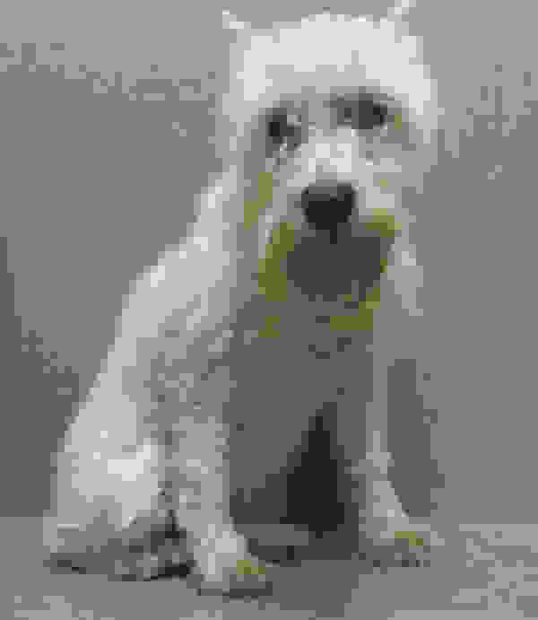 rescuedog11.jpg