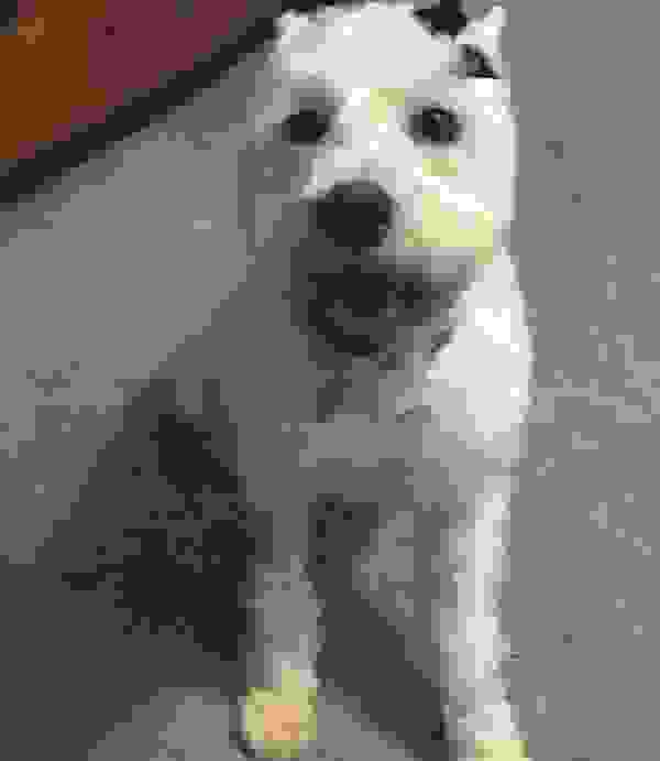 rescuedog12.jpg