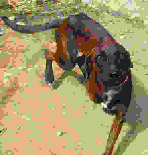 rescuedog14.jpg