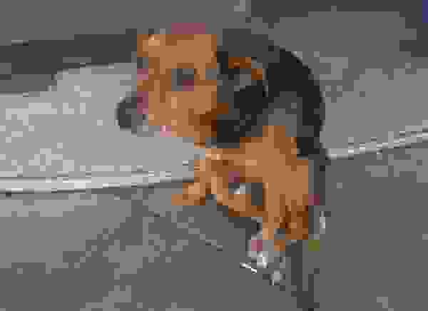 rescuedog15.jpg