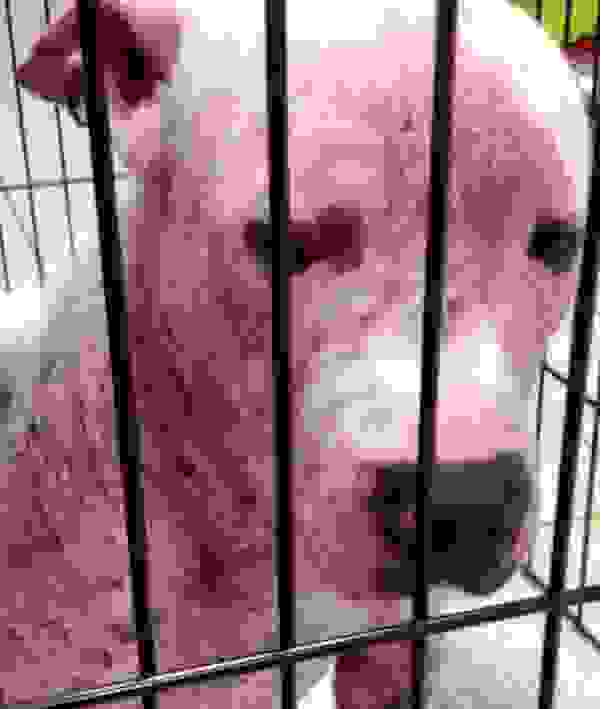 rescuedog17.jpg