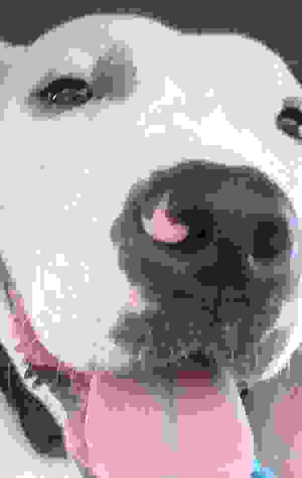 rescuedog18.jpg