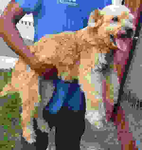 rescuedog2.jpg