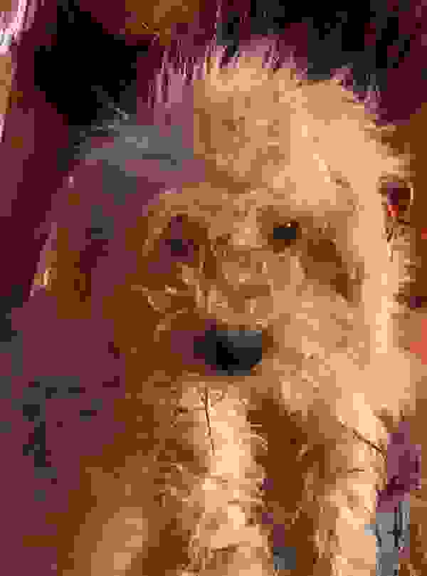 rescuedog21.jpg