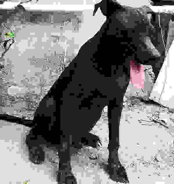 rescuedog4.jpg