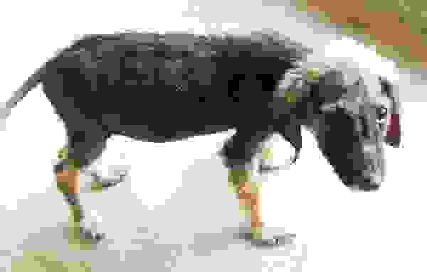 rescuedog5.jpg