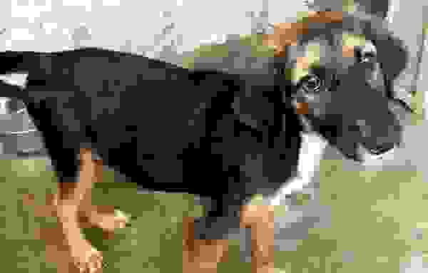 rescuedog6.jpg