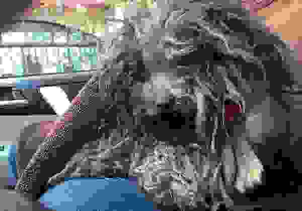 rescuedog7.jpg