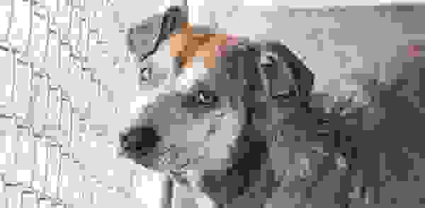 rescuedog9.jpg