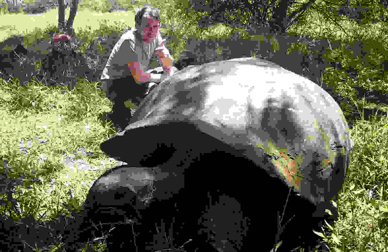 santa-cruz-tortoise3.jpg