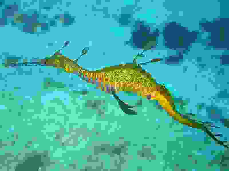 sea-dragon-Phyllopteryx.jpg